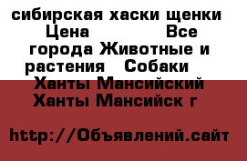 сибирская хаски щенки › Цена ­ 10 000 - Все города Животные и растения » Собаки   . Ханты-Мансийский,Ханты-Мансийск г.